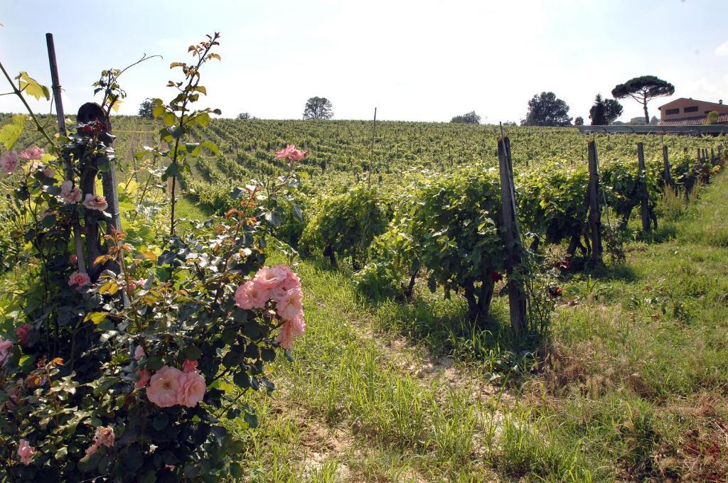Agriturismo Buon Riposo - Country Resort In The Heart Of Tuscany San Giovanni a Corazzano Ngoại thất bức ảnh